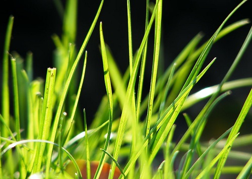 1571023575122711.jpg 小草.jpg